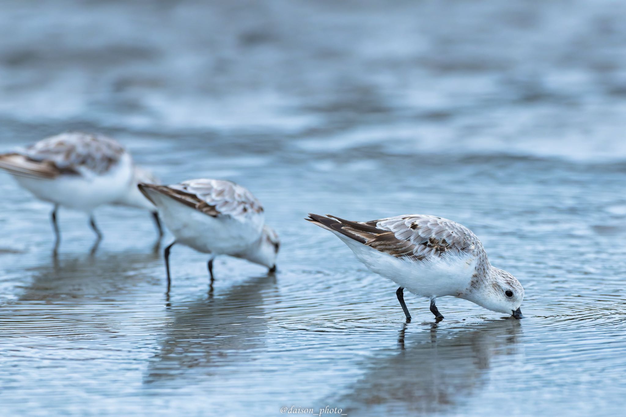 Sanderling