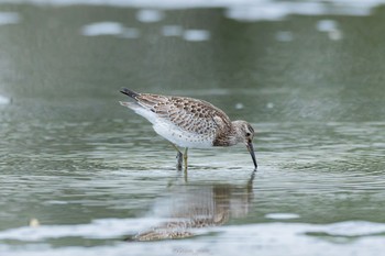 オバシギ ふなばし三番瀬海浜公園 2022年8月29日(月)