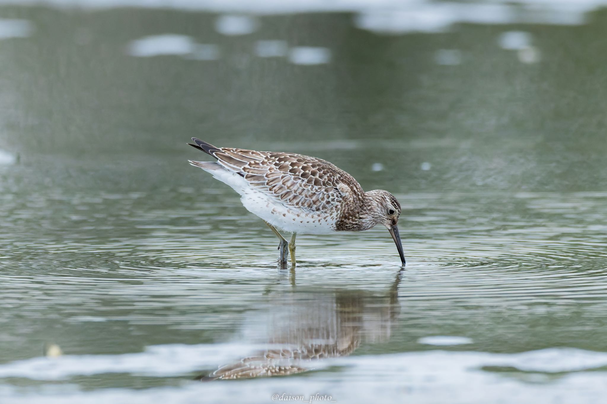 Photo of Great Knot at Sambanze Tideland by Daison