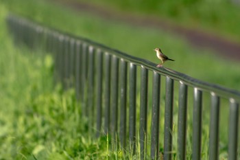 Zitting Cisticola 狭山湖堤防 Tue, 9/6/2022