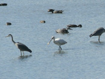 Sun, 9/4/2022 Birding report at いしかり調整池(石狩調整池)