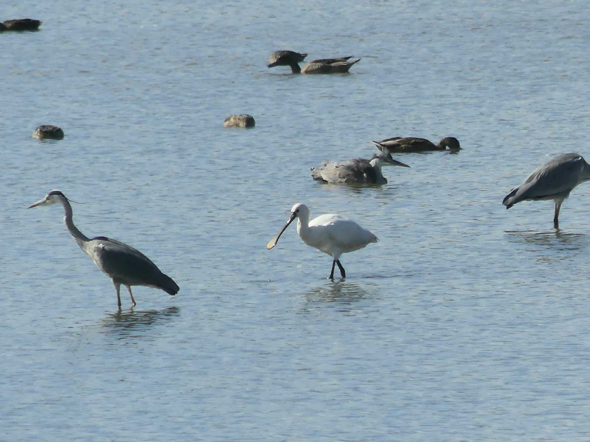 Eurasian Spoonbill