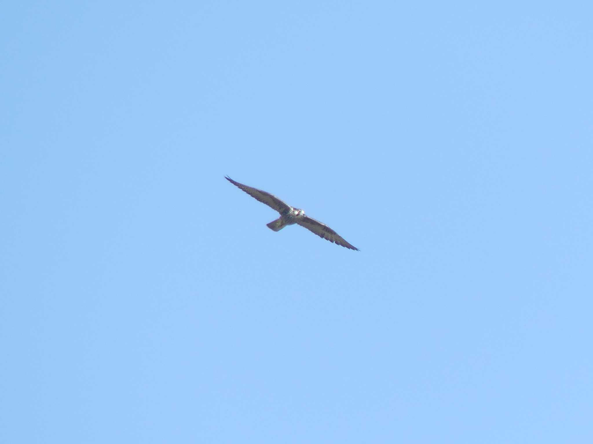 Peregrine Falcon