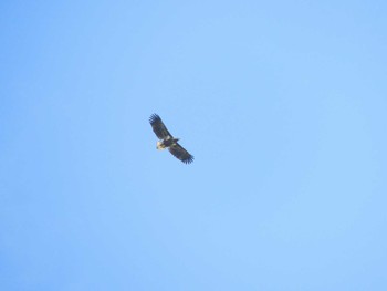 White-tailed Eagle いしかり調整池(石狩調整池) Sun, 9/4/2022