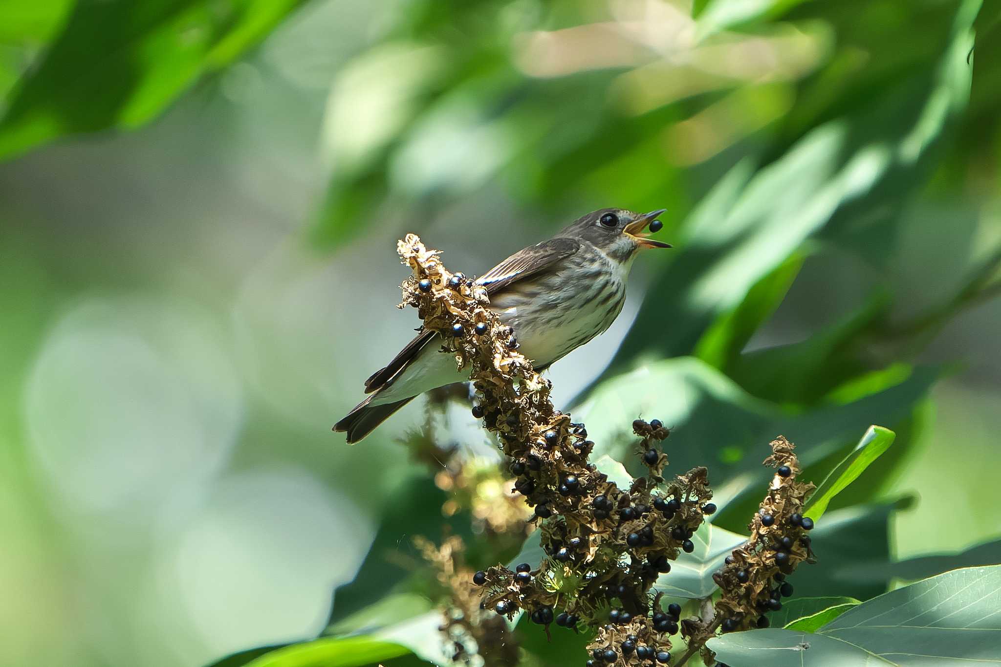 Grey-streaked Flycatcher