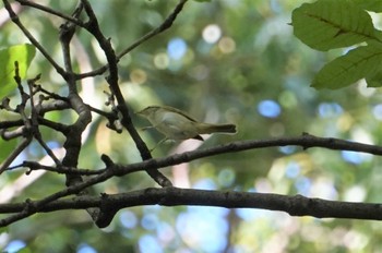 Eastern Crowned Warbler Osaka castle park Fri, 9/2/2022