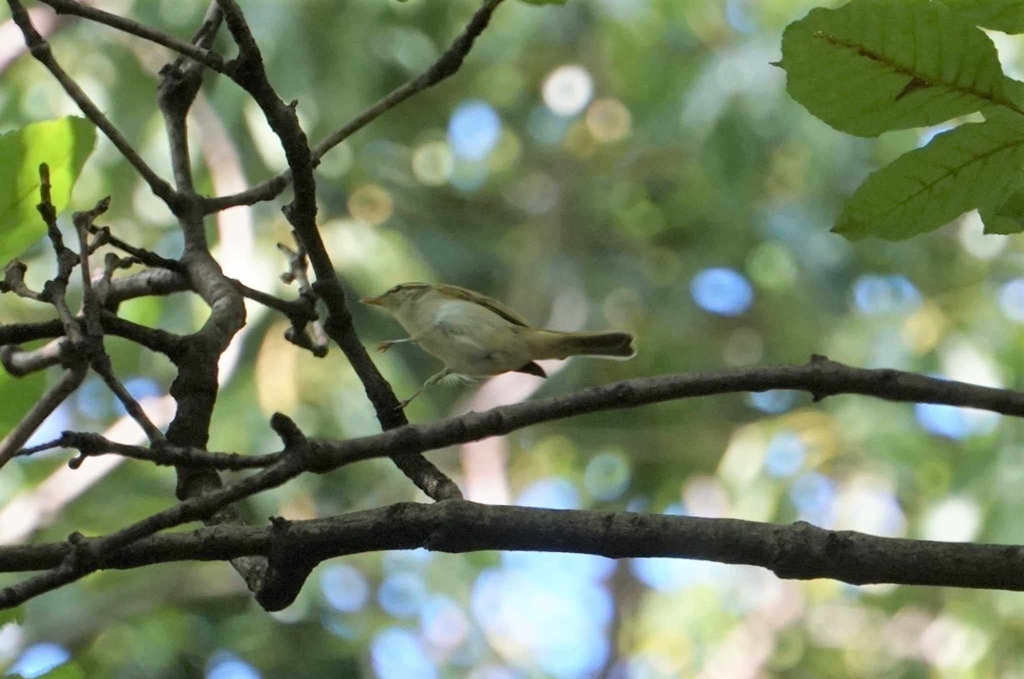 Photo of Eastern Crowned Warbler at Osaka castle park by マル
