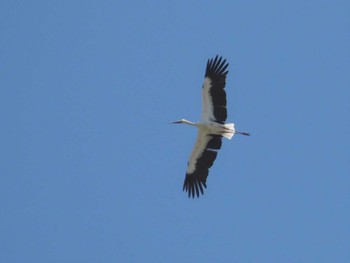 Oriental Stork 加古大池 Sun, 9/4/2022