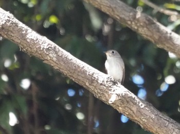 Asian Brown Flycatcher 雌岡山 Sun, 9/4/2022