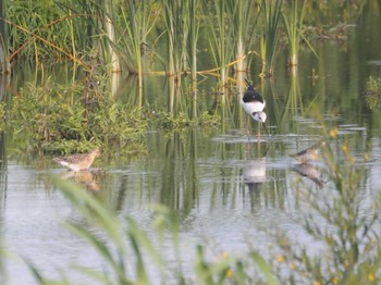 Black-winged Stilt 和合成池 Sun, 9/4/2022