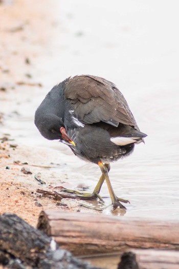 Common Moorhen 奈良　馬見丘陵公園 Thu, 2/1/2018