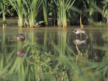 Terek Sandpiper 和合成池 Sun, 9/4/2022