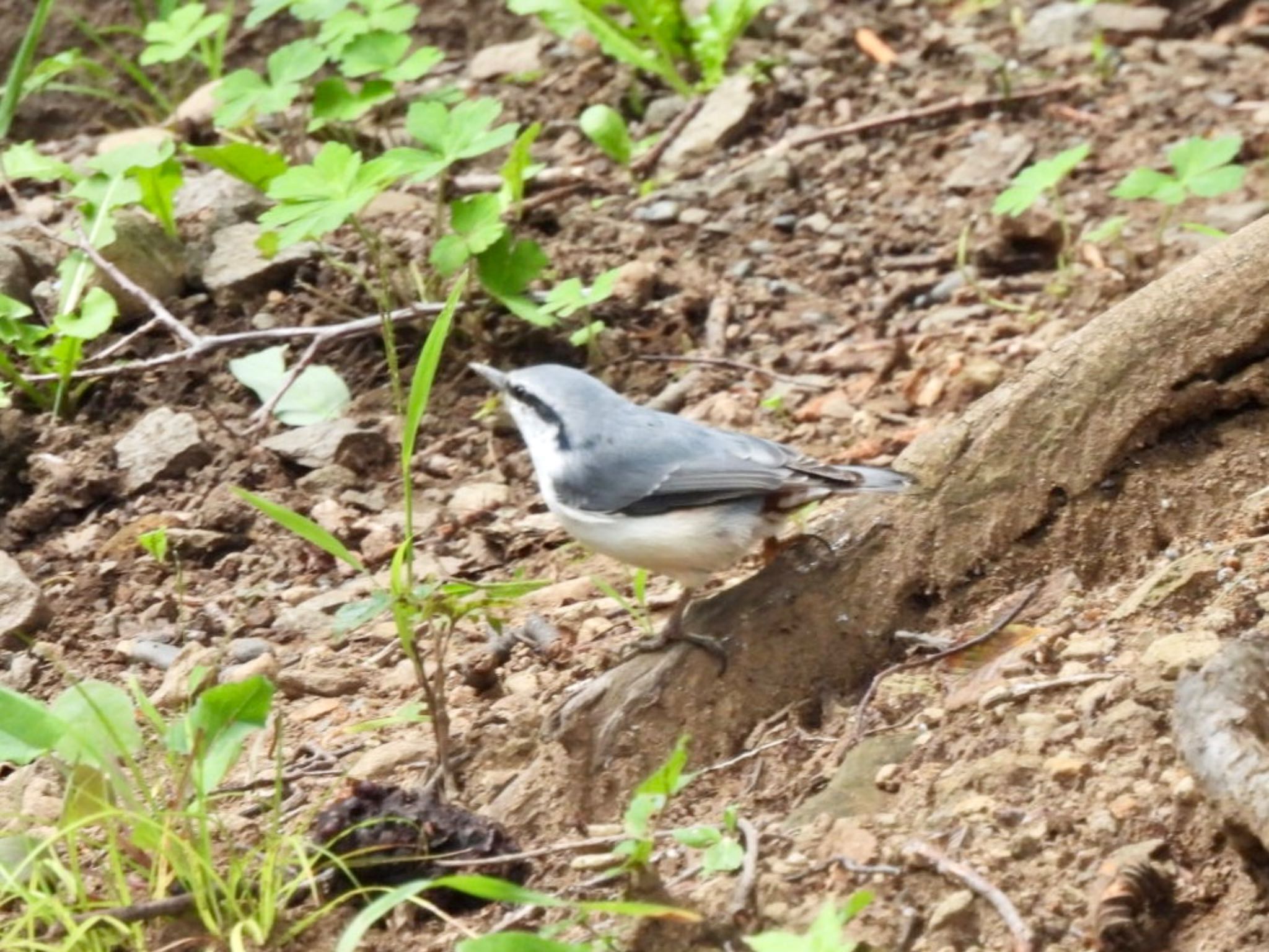 シロハラゴジュウカラ