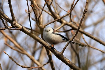 シマエナガ 青葉公園(千歳市) 2017年12月1日(金)