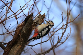 エゾアカゲラ 青葉公園(千歳市) 2017年12月1日(金)