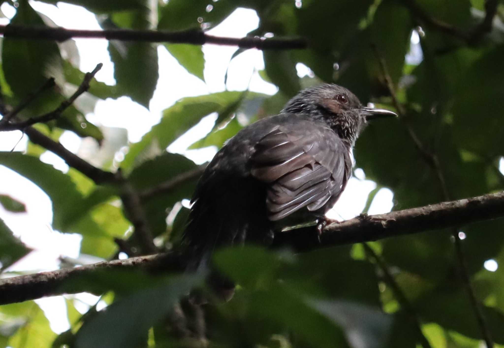 Brown-eared Bulbul