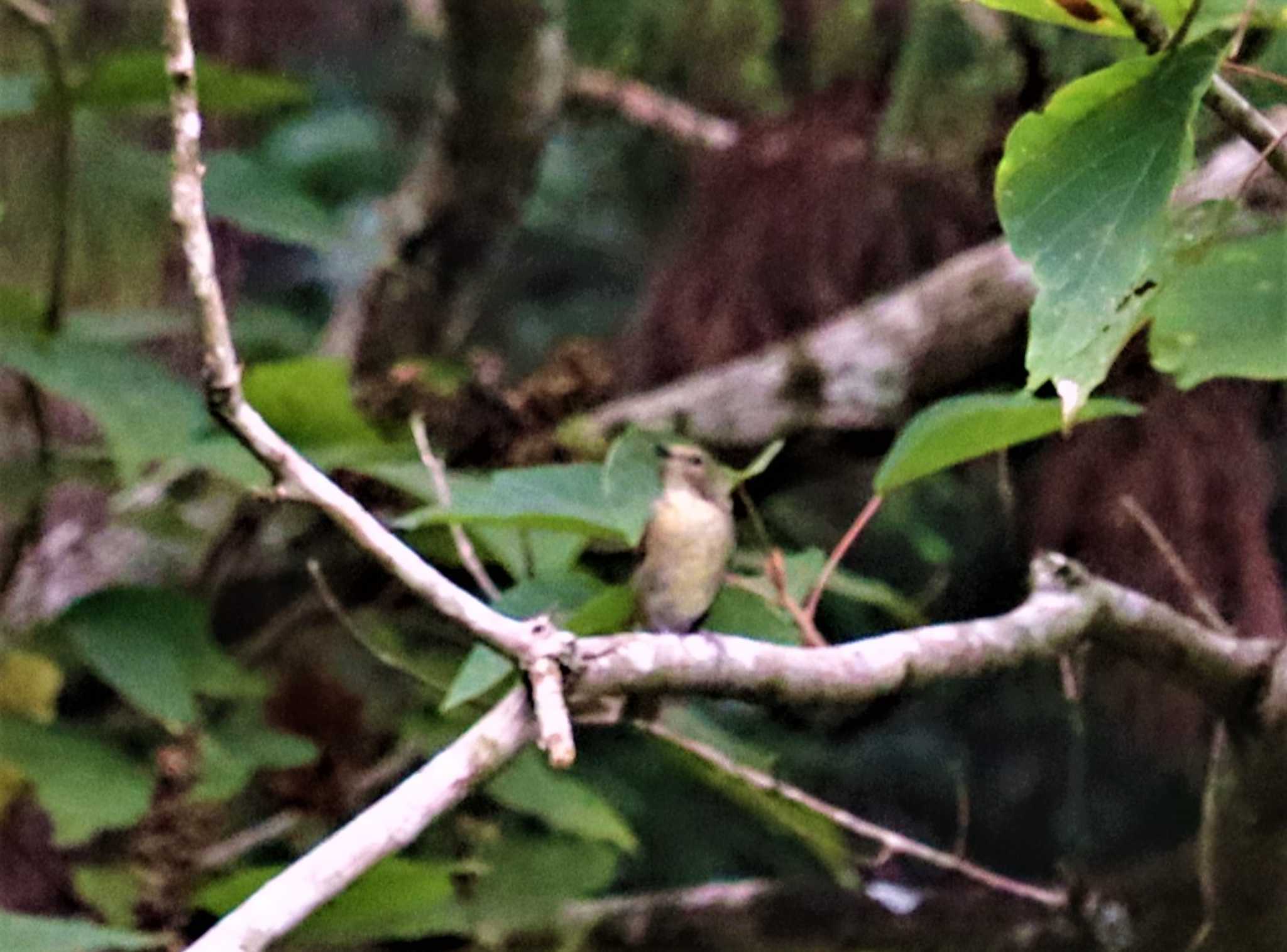 Eastern Crowned Warbler