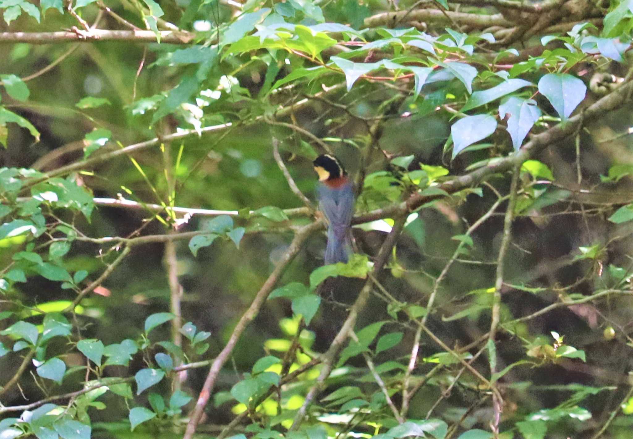 Varied Tit