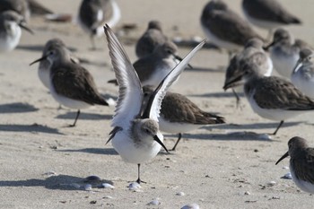 2013年1月19日(土) 安濃川河口の野鳥観察記録