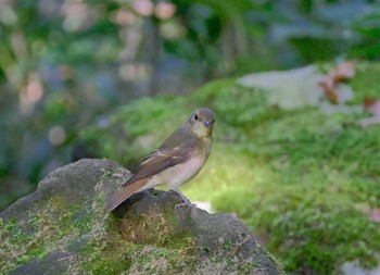 キビタキ 東京都立桜ヶ丘公園(聖蹟桜ヶ丘) 2022年9月5日(月)