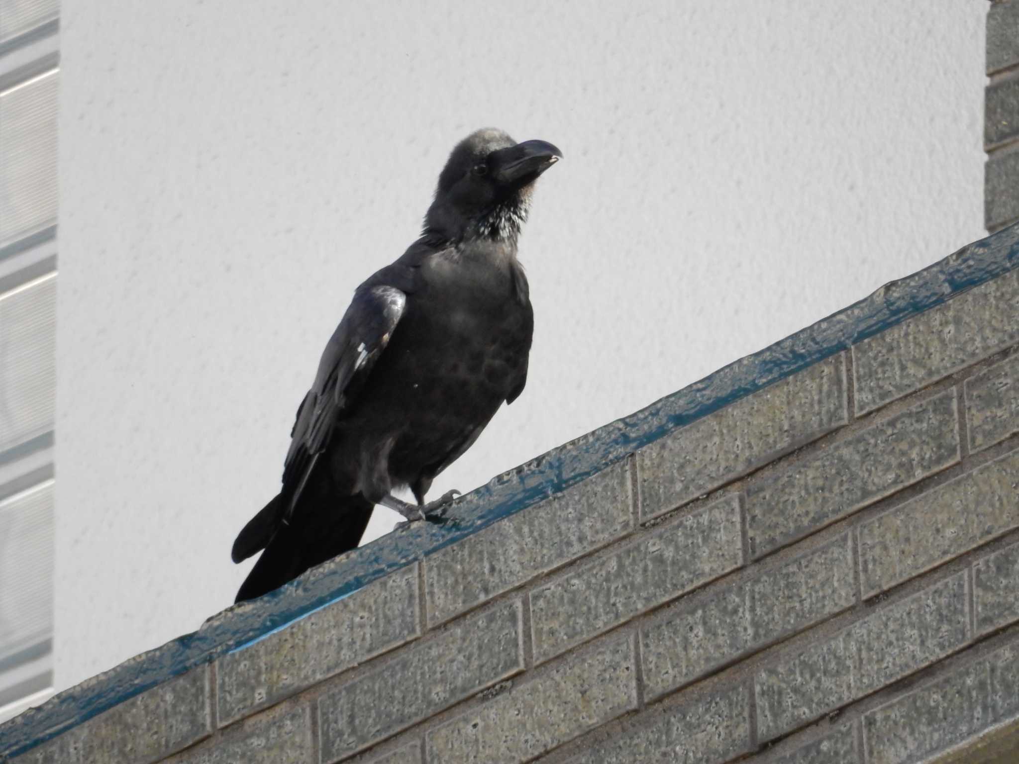 平和の森公園、妙正寺川 ハシブトガラスの写真