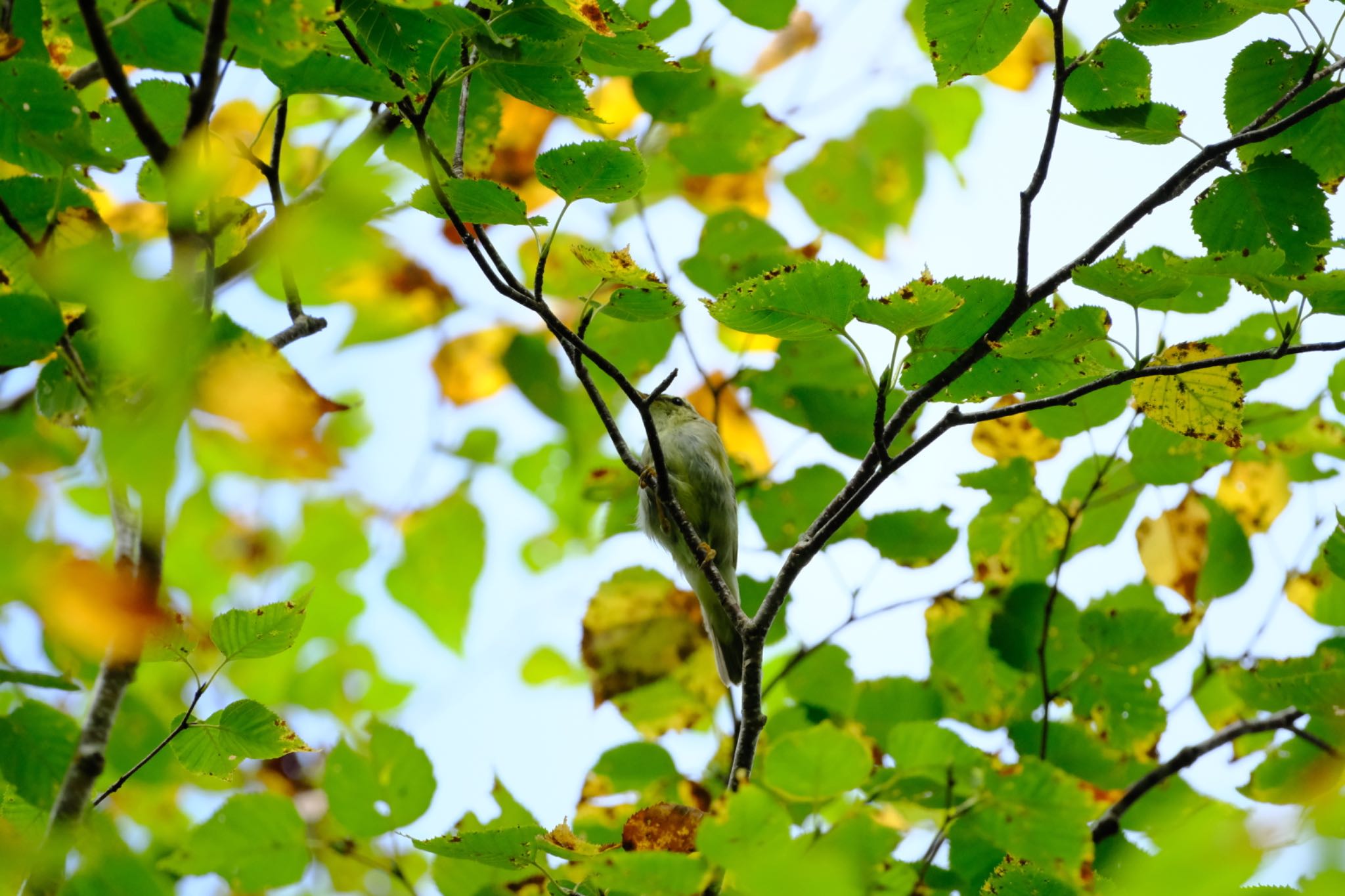 Photo of Arctic Warbler at 御嶽自然休養林胡桃島キャンプ場 by グンシン