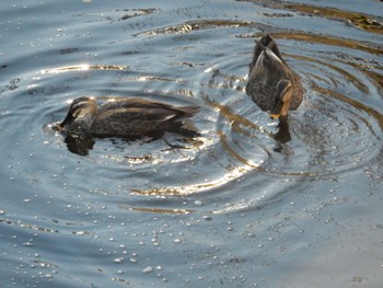 2022年9月6日(火) 平和の森公園、妙正寺川の野鳥観察記録