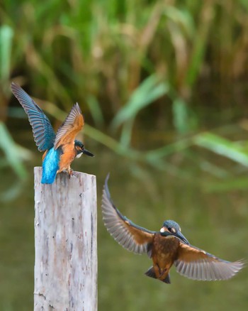 Common Kingfisher 北海道帯広市 Thu, 8/4/2022