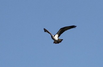 Osprey 雲出川河口 Unknown Date