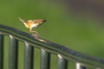 Zitting Cisticola 狭山湖堤防 Tue, 9/6/2022