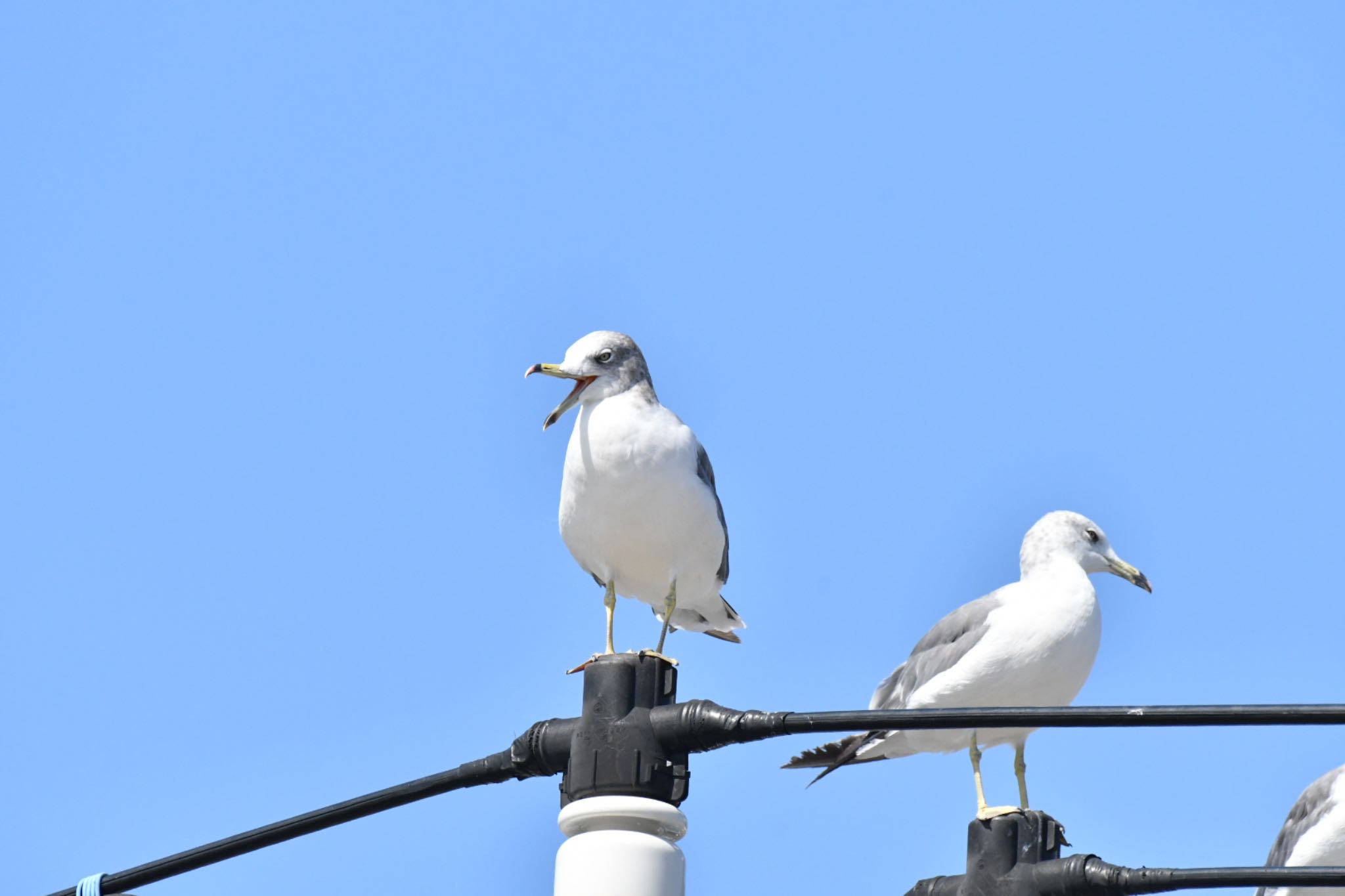 三崎 ウミネコの写真