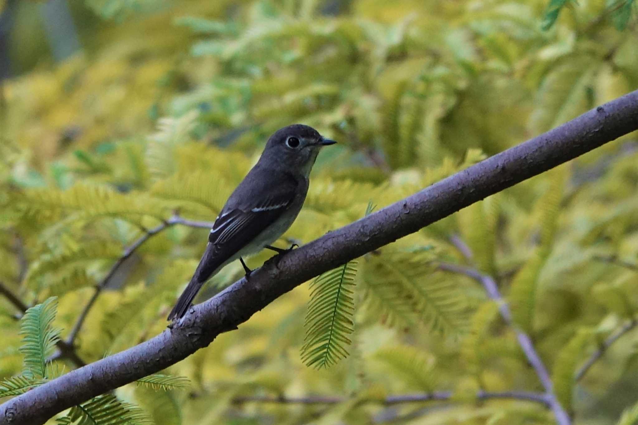 ロクハ公園(滋賀県草津市) コサメビタキの写真