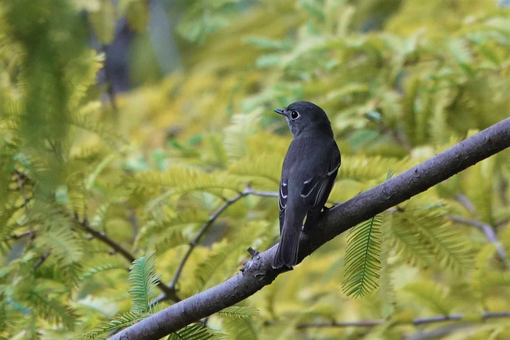 ロクハ公園(滋賀県草津市) コサメビタキの写真