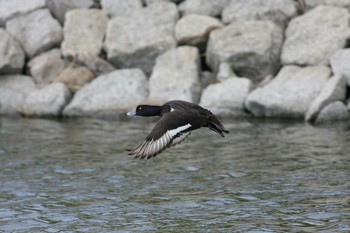 Tufted Duck Gonushi Coast Sat, 1/19/2013