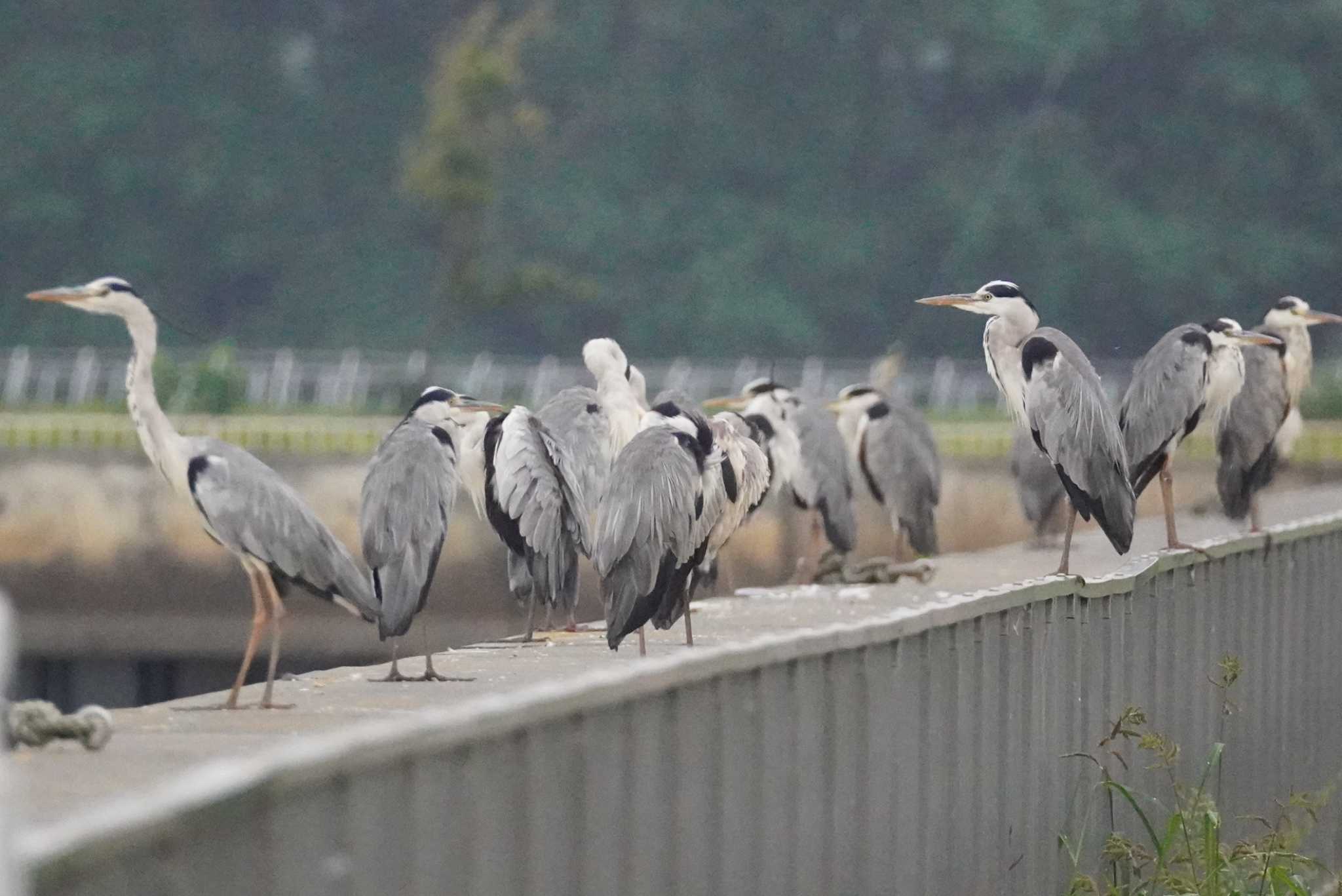 いしかり調整池(石狩調整池) アオサギの写真 by くまちん