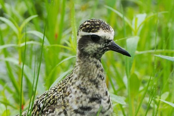 ムナグロ 厚木田んぼ(猿ヶ島) 2022年8月28日(日)