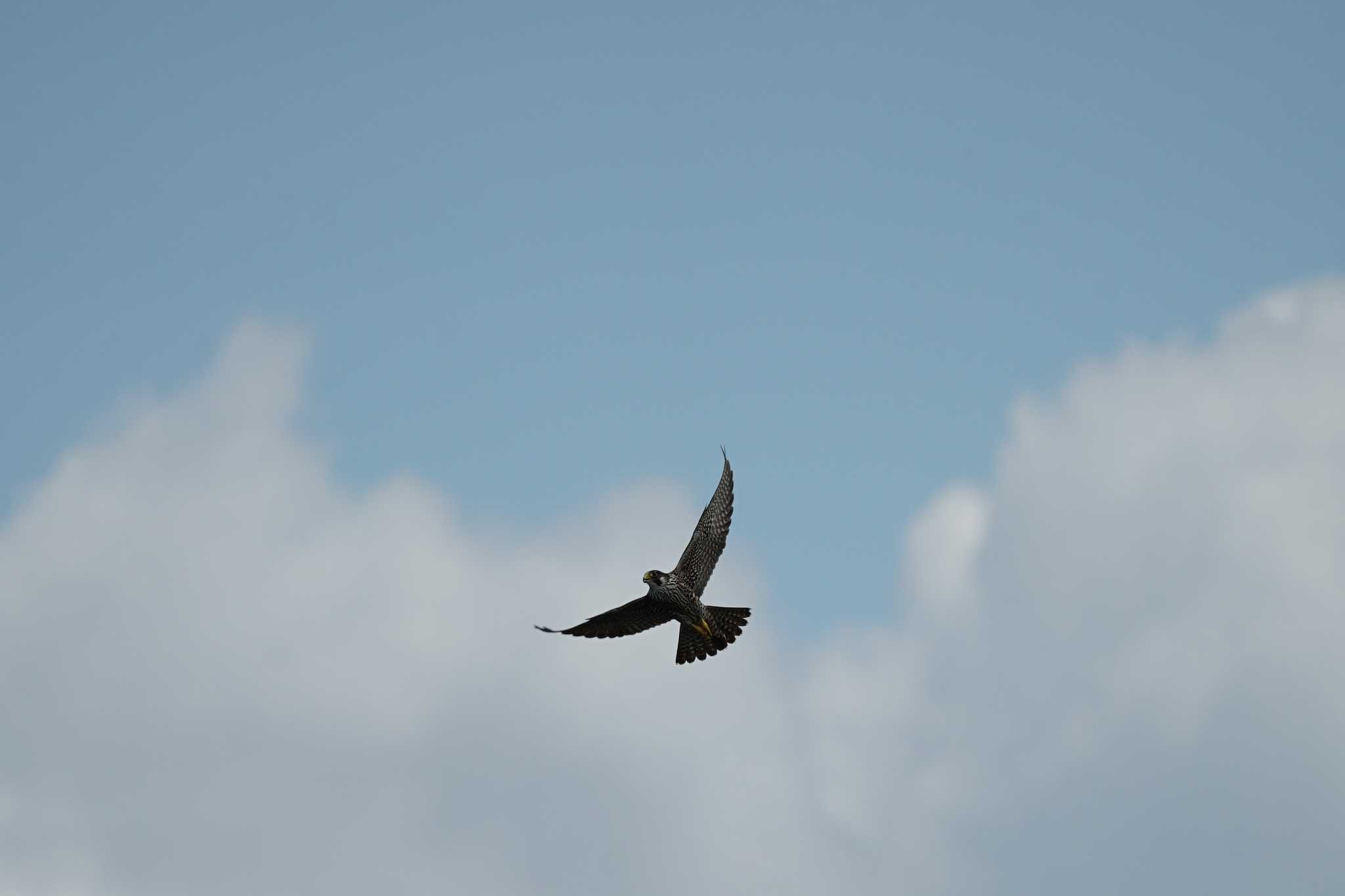 Peregrine Falcon