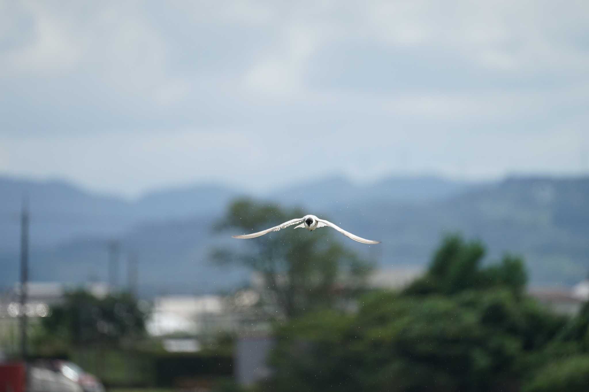 潟ノ内(島根県松江市) クロハラアジサシの写真 by ひらも