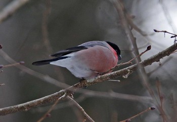 ウソ 宮ヶ瀬湖 2018年1月31日(水)