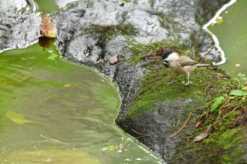 Willow Tit 中ノ茶屋 Wed, 9/7/2022