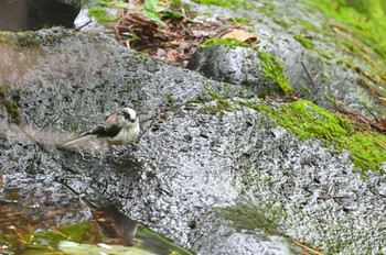 Long-tailed Tit 中ノ茶屋 Wed, 9/7/2022