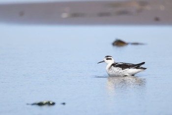 2022年9月7日(水) 石狩湾新港周辺の野鳥観察記録