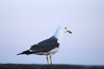 Black-tailed Gull 青森県 Unknown Date