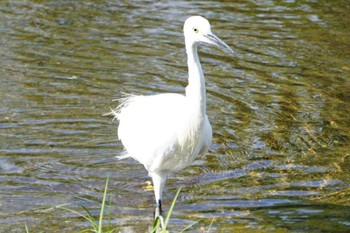 Little Egret 江津湖 Wed, 9/7/2022