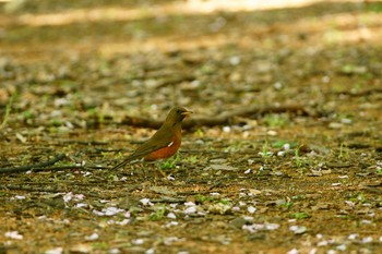 Brown-headed Thrush 世田谷区の公園 Unknown Date