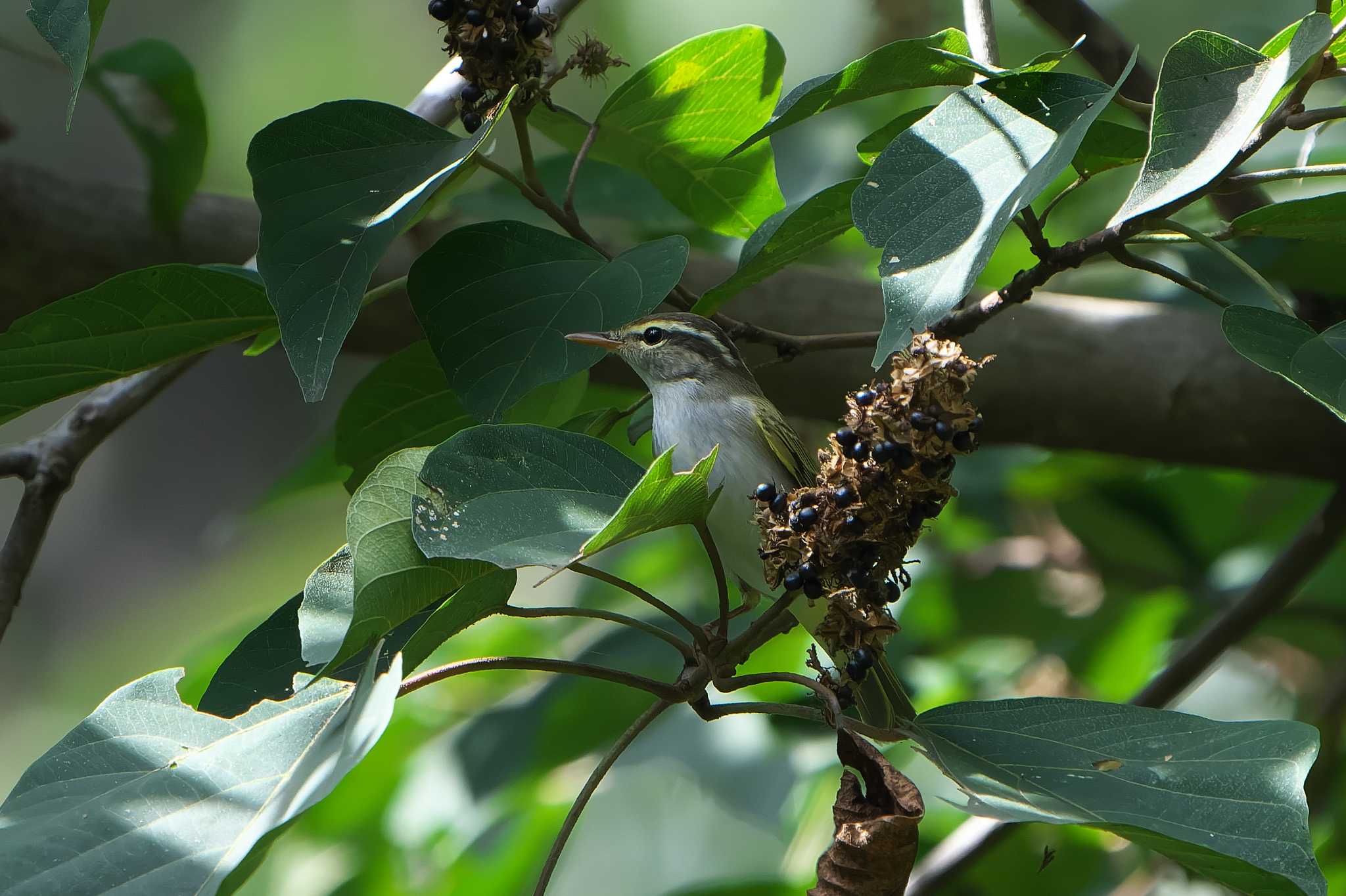 Eastern Crowned Warbler