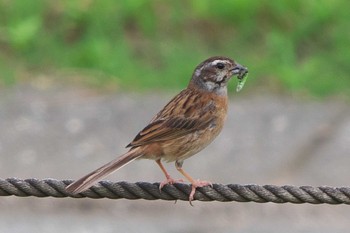 Meadow Bunting 境川遊水地公園 Tue, 9/6/2022