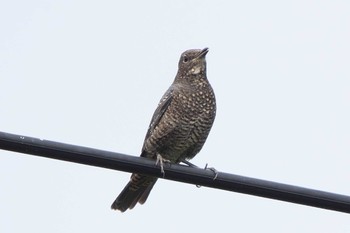 Blue Rock Thrush 境川遊水地公園 Tue, 9/6/2022