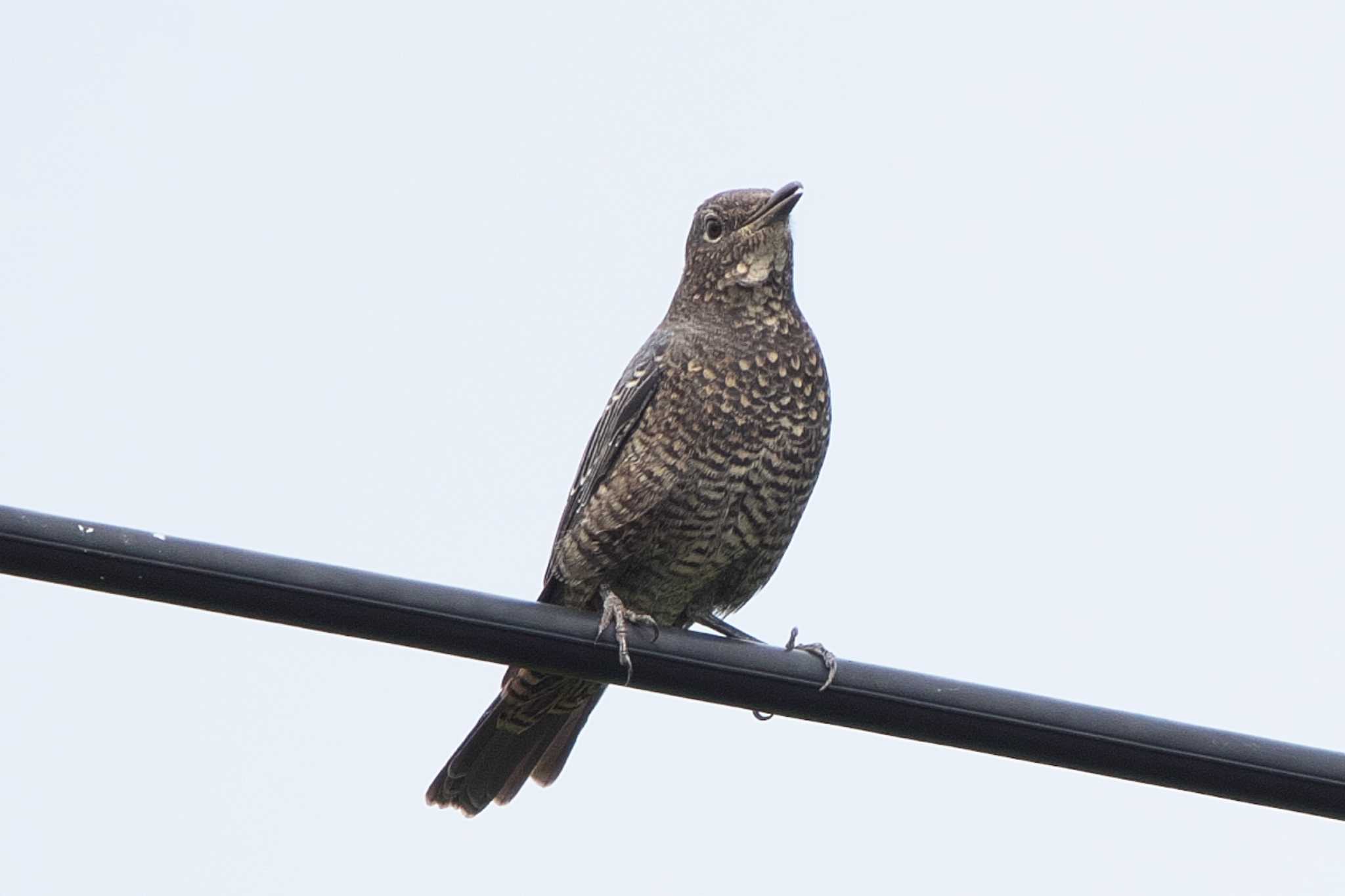 Photo of Blue Rock Thrush at 境川遊水地公園 by Y. Watanabe