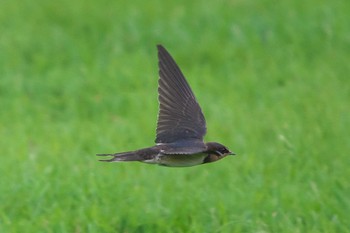 Barn Swallow 境川遊水地公園 Tue, 9/6/2022